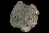 Bargain, Hadrosaur Vertebra - Alberta (Disposition #-) #93231-2
